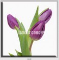 /album/photo-gallery-canvas-uri/decoratiuni-de-perete-canvas-lc-0448-jpg/